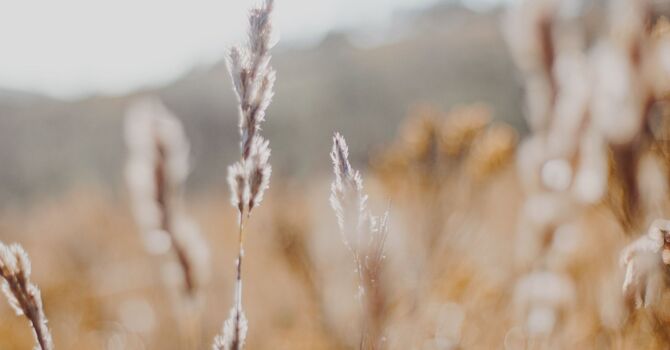 Solid Filler Smooth PDO Threads